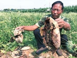 陇西网红吃瓜事件,一场网络舆论的风暴与反思  第2张